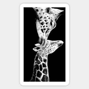 Giraffes's love in black and white Sticker